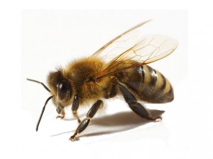 15.05 zdjecia pszczoly 1